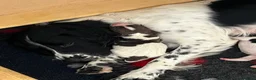 English Springer Spaniel dogs for sale: 5 KC Reg English springer spaniel puppies  - Advert 13
