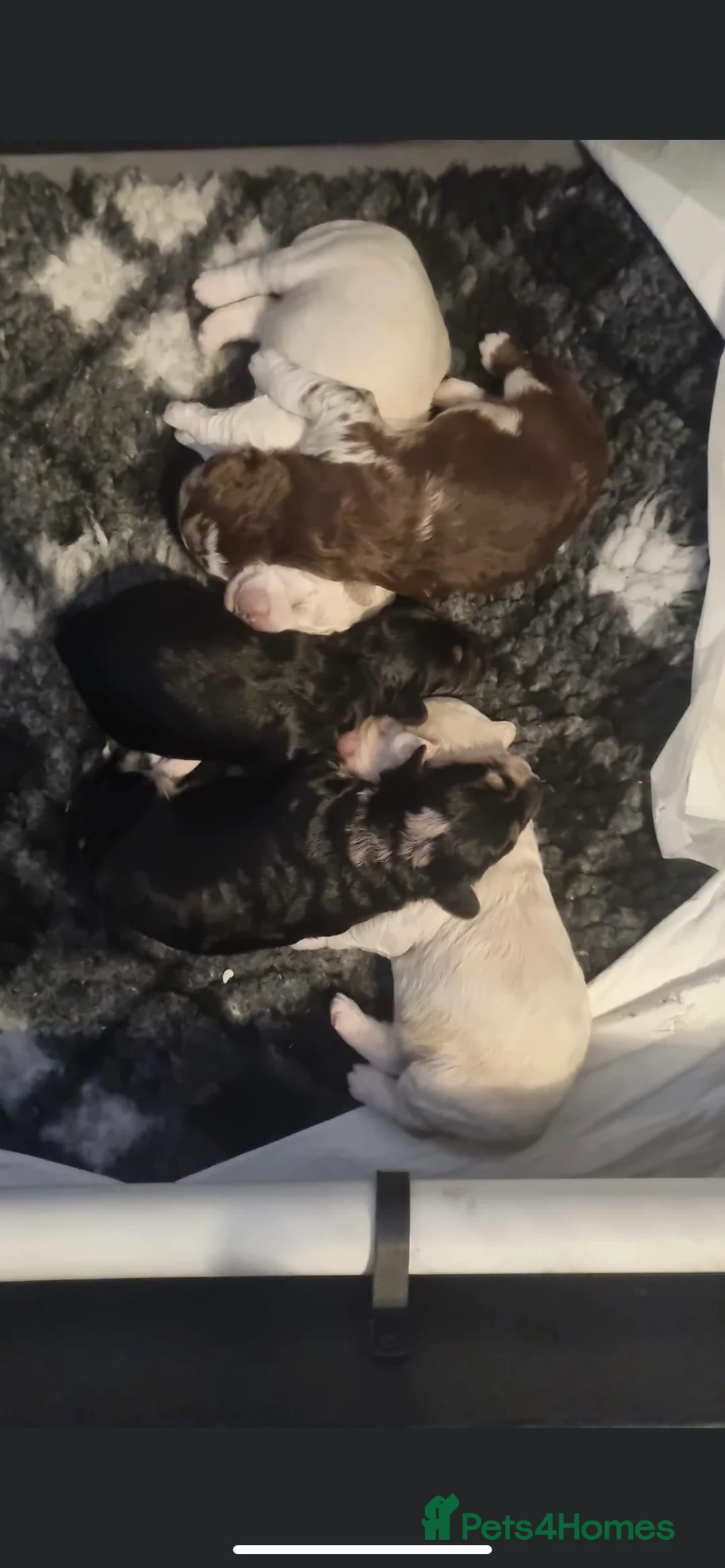 Miniature Poodle dogs for stud: Miniature poodle blue merle for stud in Bradford - Advert 29