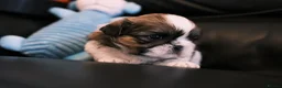 Shih Tzu dogs for sale: 3 Beautiful shih tzu puppies  in Newport - Advert 18