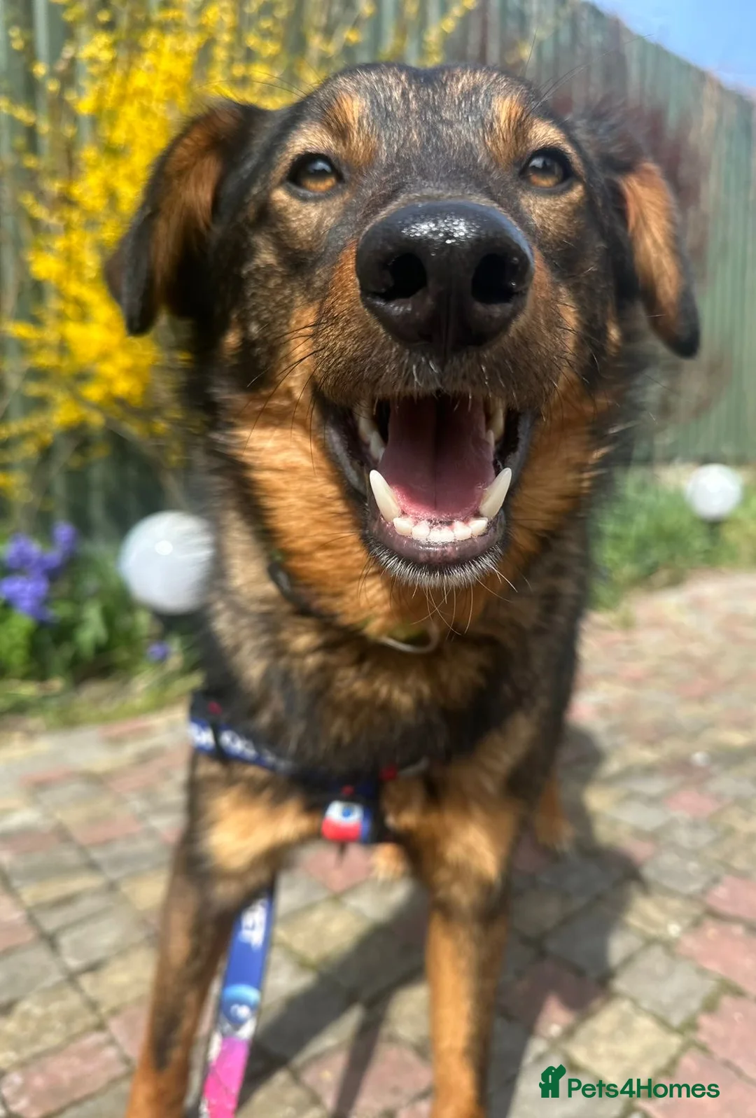 Mixed Breed dogs for adoption: 💙🐶 MACHO – HE GAVE HIS WHOLE HEART - Advert 2