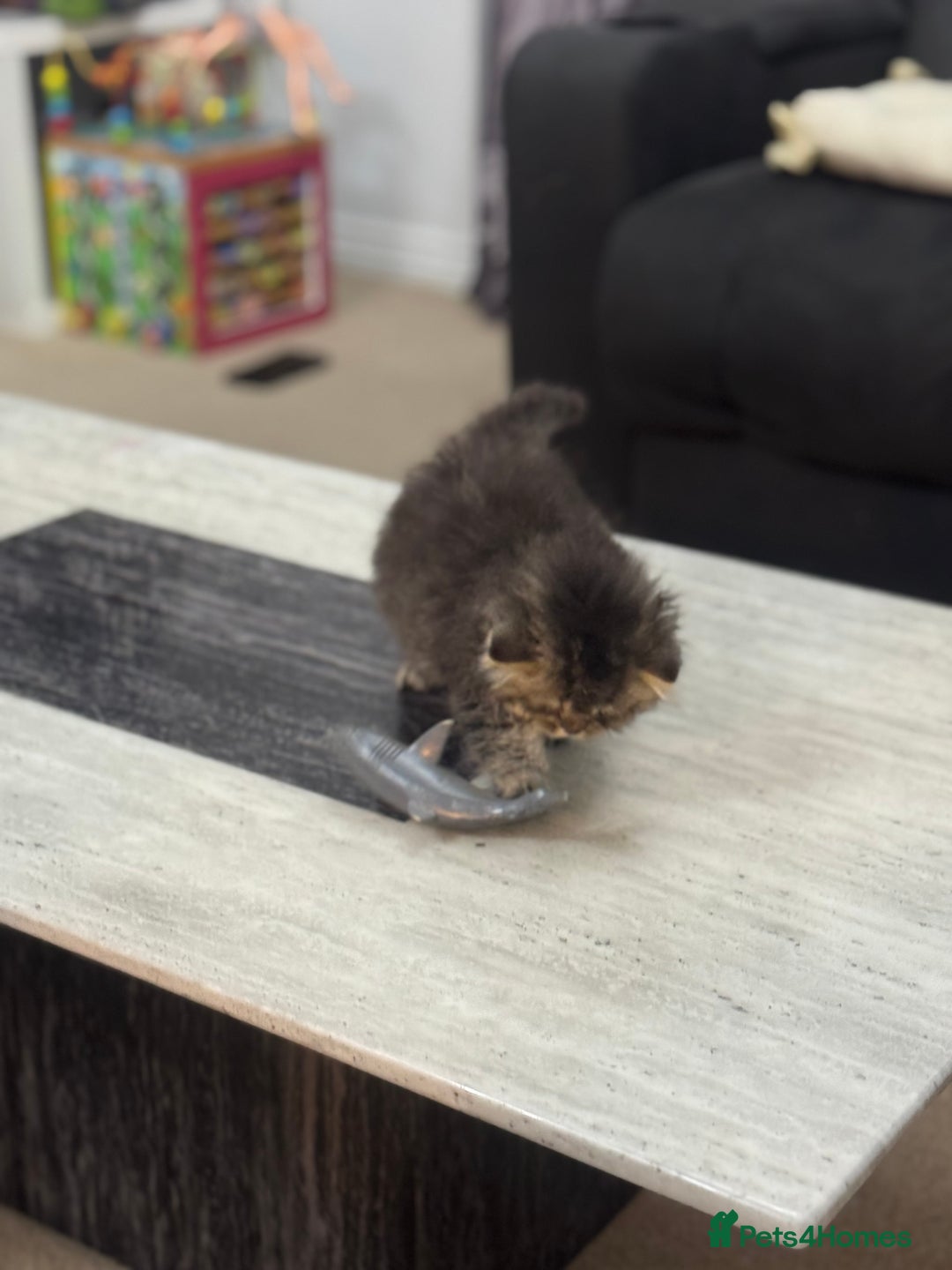 British Shorthair cats for sale: British shorthair  - Image 4
