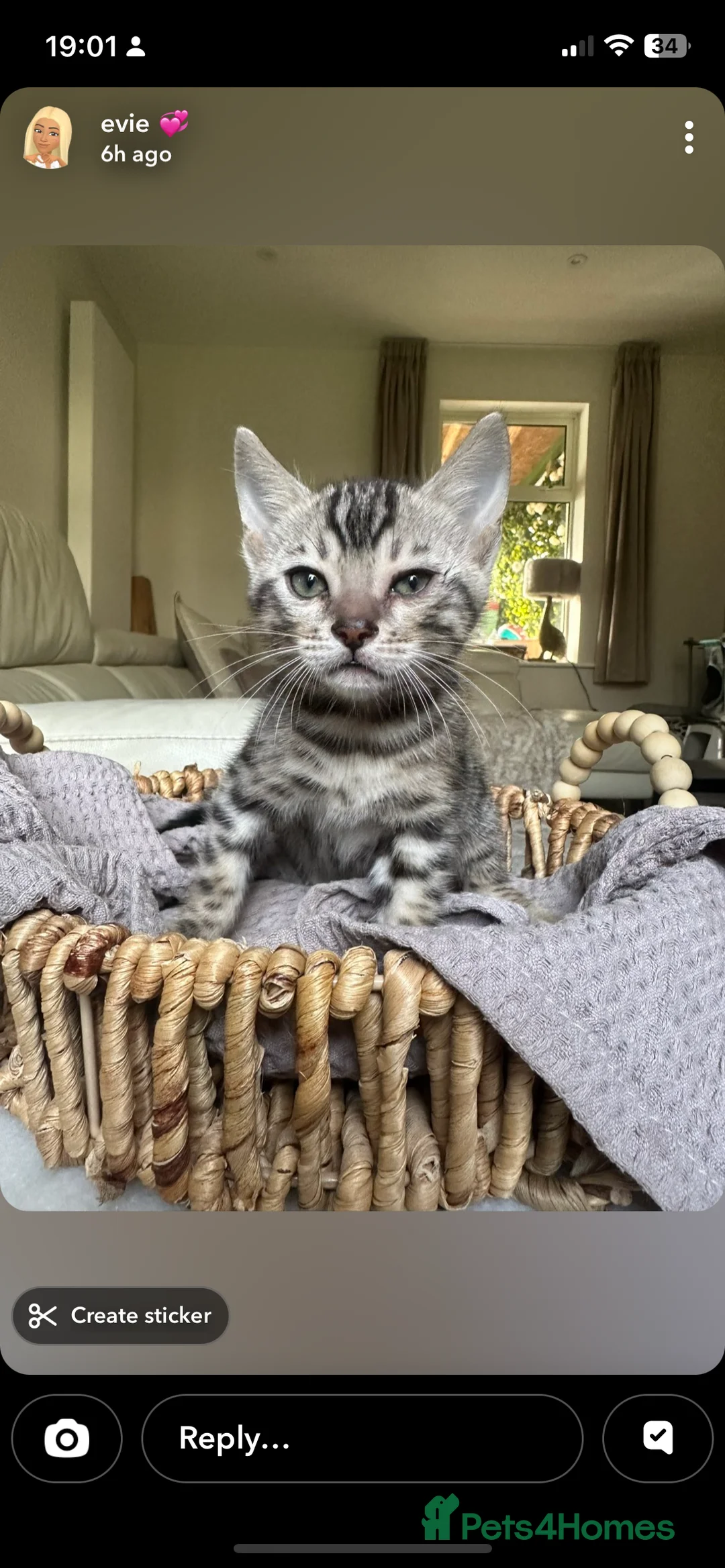 Bengal cats for sale: Pure Bengal Kittens  - Advert 10