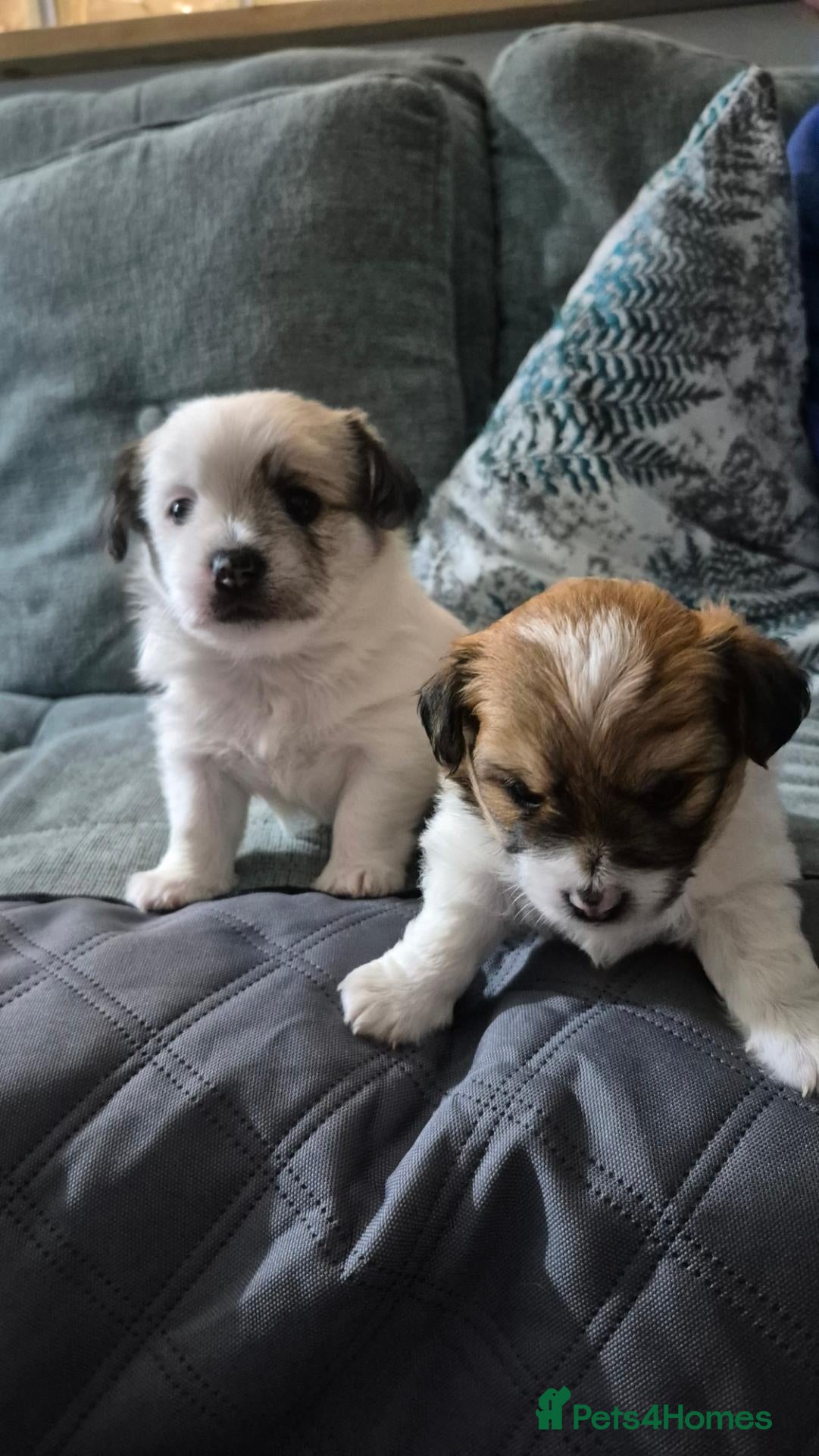 Mixed Breed dogs Two beautiful puppies ready for their forever home - Advert 9