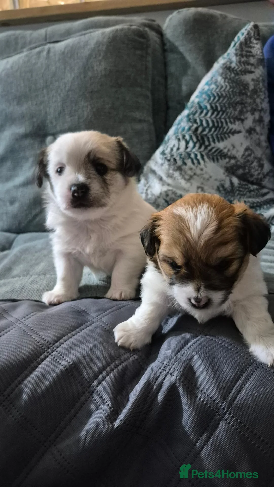Mixed Breed dogs for sale: Two beautiful puppies ready for their forever home in Newport - Advert 1