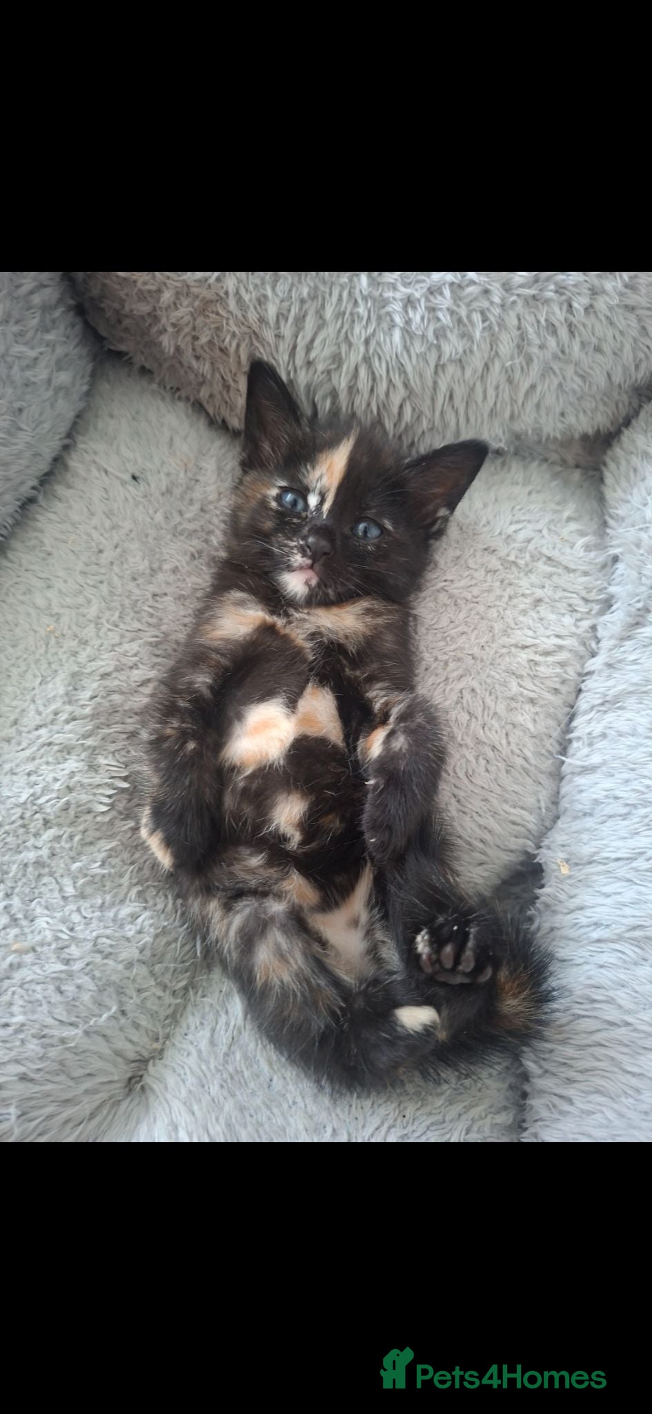 Mixed Breed cats READY THIS WEEK.4 KITTENS LEFT. - Advert 15