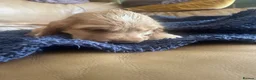 Cocker Spaniel dogs for sale: 🐶Health tested show cockers 🐕‍🦺🐾🐾🐾 - Advert 14