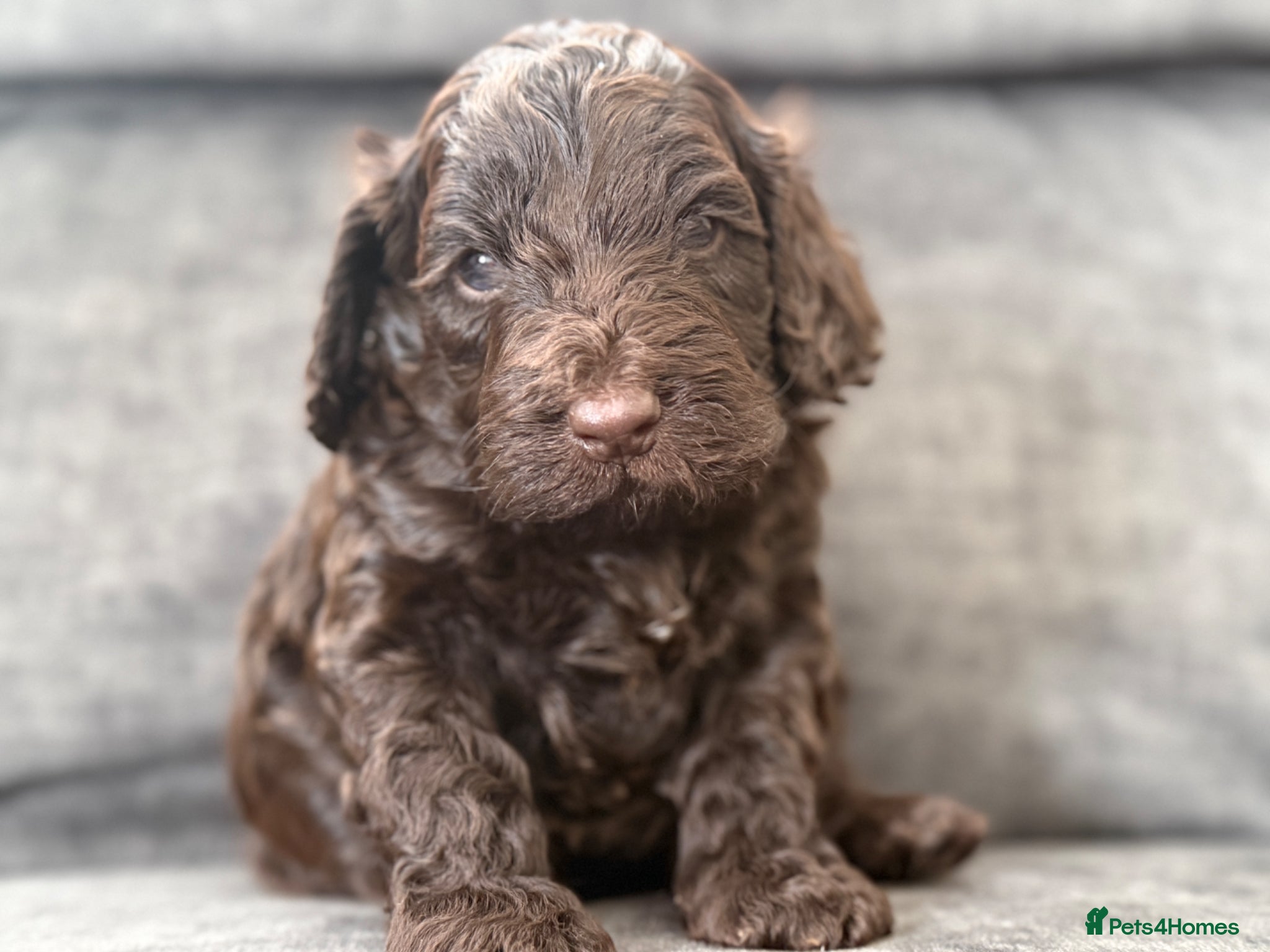 Cockapoo dogs Gorgeous F1 cockapoo puppies  - Advert 1