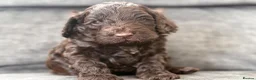 Cockapoo dogs for sale: Gorgeous F1 cockapoo puppies  - Advert 1