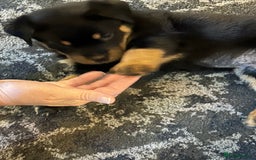 Rottweiler dogs for sale: Chunky Rottweilers for Sale - Image 23