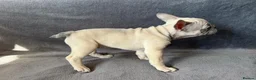 French Bulldog dogs for sale: KC Registered French Bulldogs Boys Ready Now in Borehamwood - Advert 3