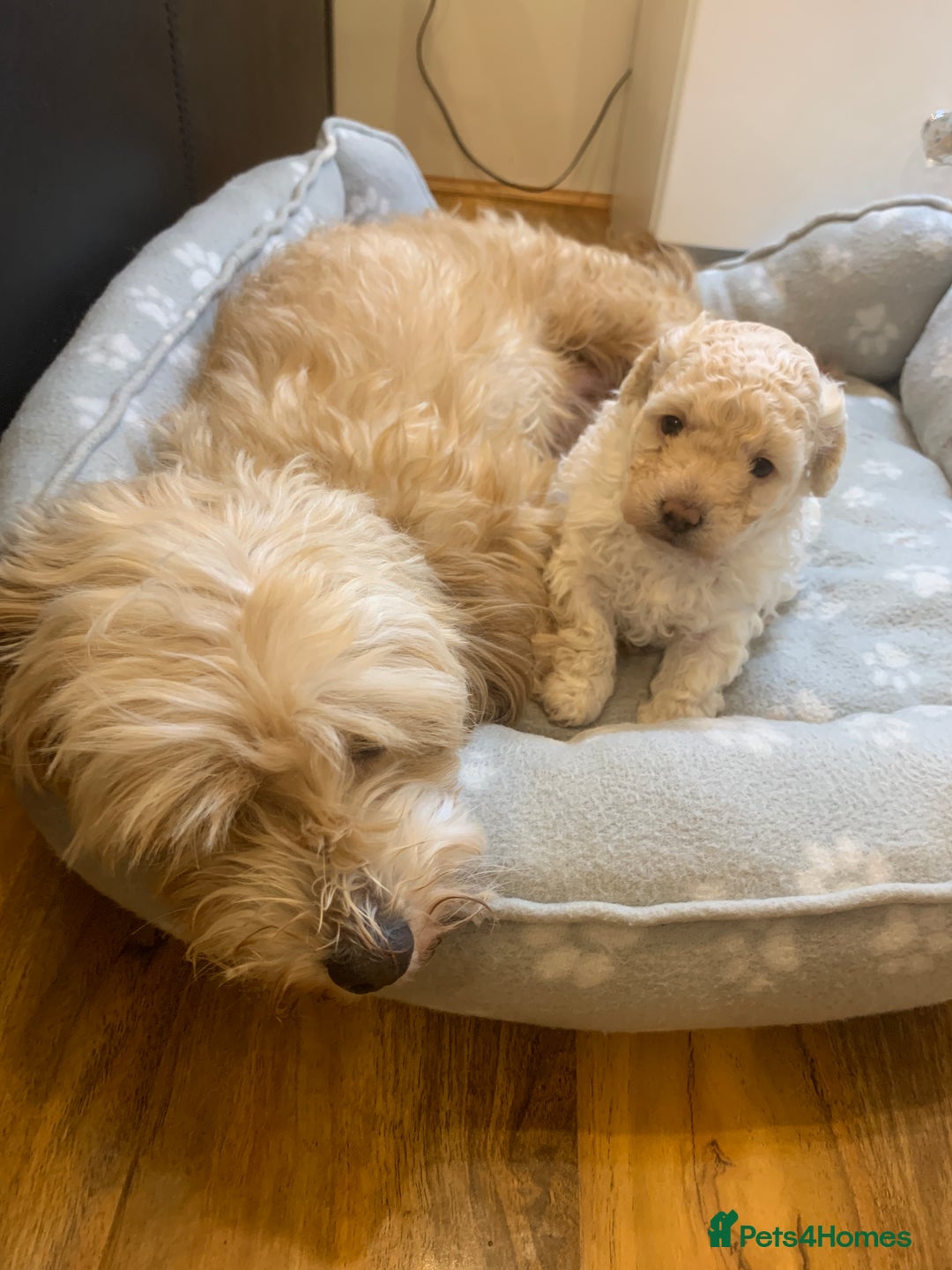 Maltipoo dogs for sale: Stunning maltipoo puppy for sale  - Advert 5