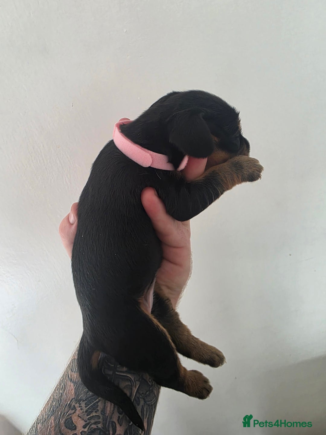 Bocker dogs for sale: 7x Bocker pups (born 22/06/2025) - Image 14