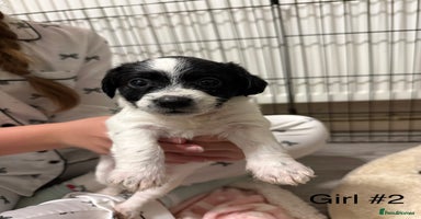 Mixed Breed dogs Jack Russell cross dachshund puppies - Advert 5