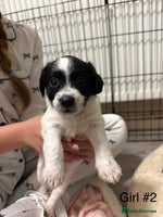 Mixed Breed dogs Jack Russell cross dachshund puppies - Advert 5
