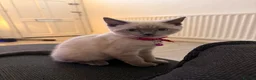 British Shorthair cats for sale: Adorable Colourpoint BSH Female Kitten £750 - Advert 4