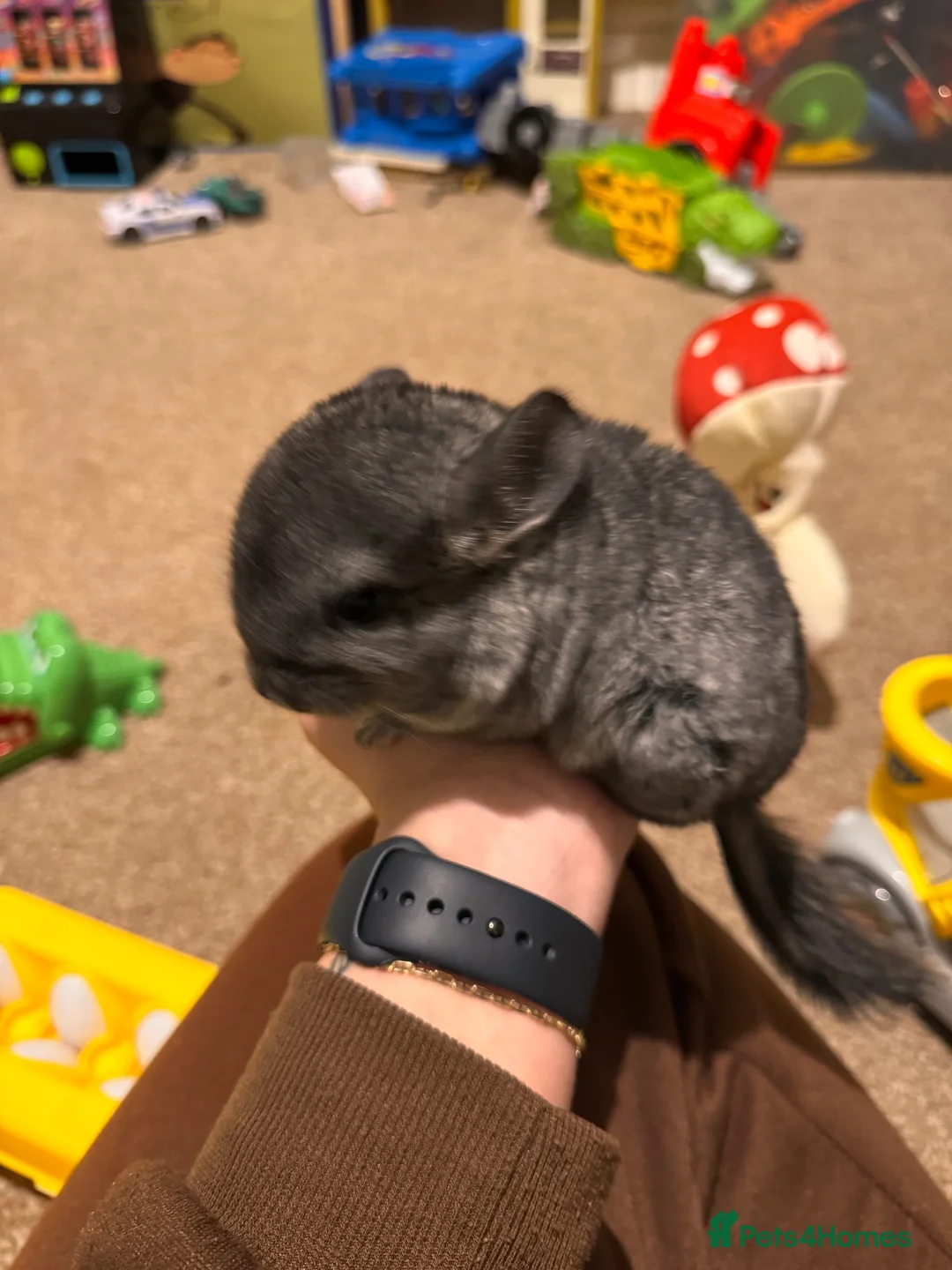 Chinchilla rodents for sale: Female chinchilla for sale (4months) - Advert 3