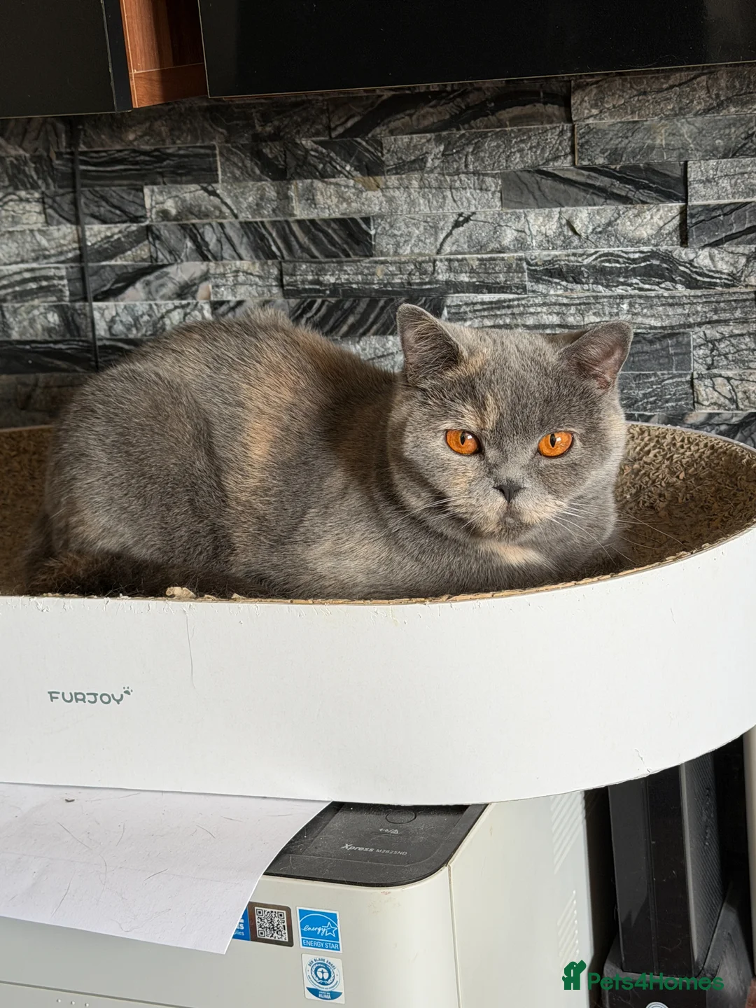 British Shorthair cats for sale: Two British Shorthair  in Bo'ness - Advert 1