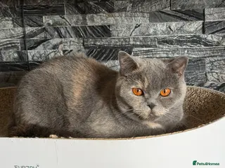 British Shorthair cats Two British Shorthair - Advert 18