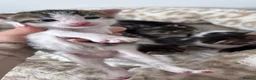 Mixed Breed cats for sale: Kittens for sale  - Advert 14