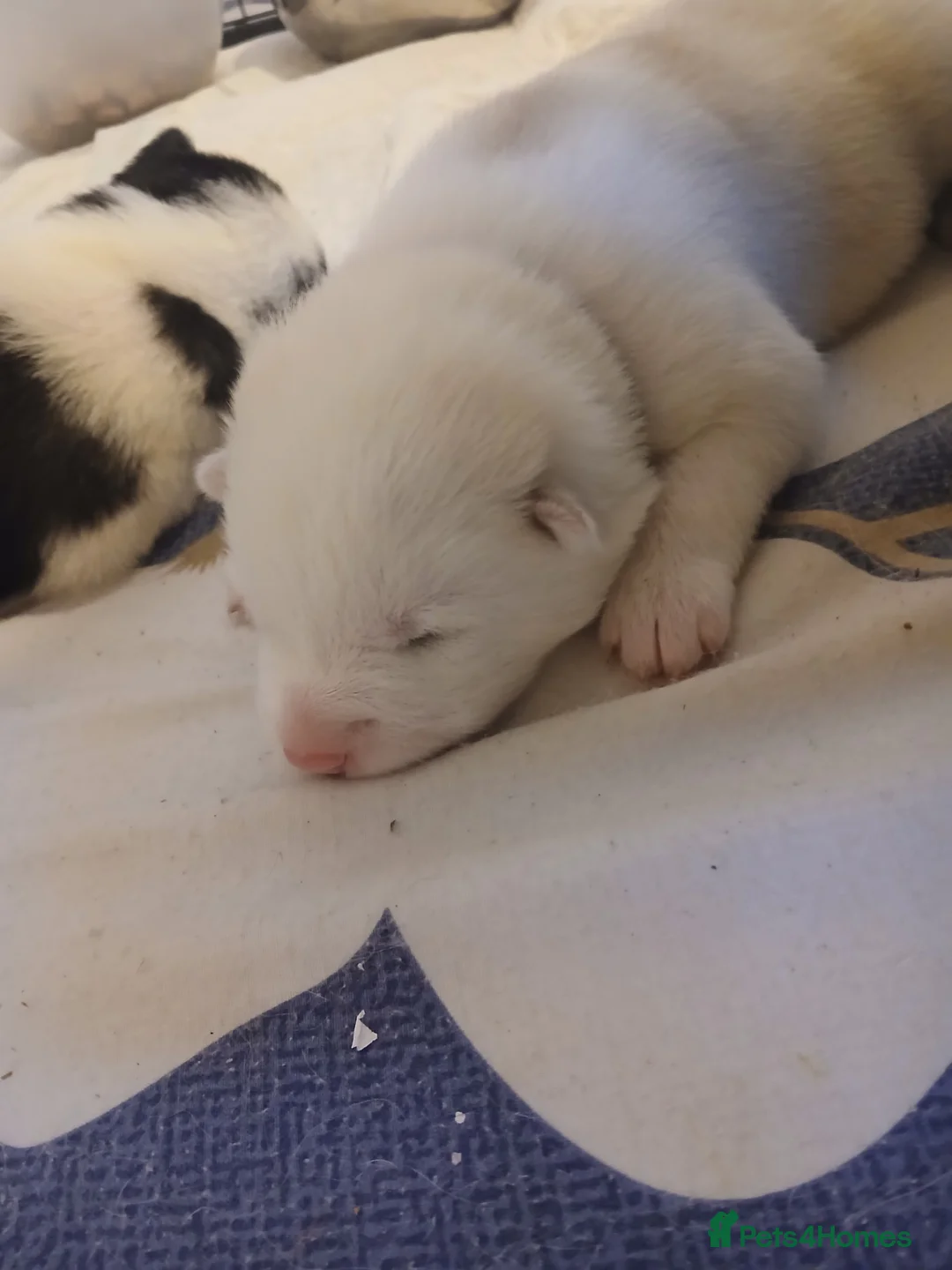 Siberian Husky dogs for sale: 1 SIB HUSKY GIRL LEFT CAN LEAVE 12/02/26 - Advert 16