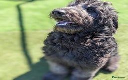 Goldendoodle dogs for stud: Frankie doodle for stud only.   - Image 11