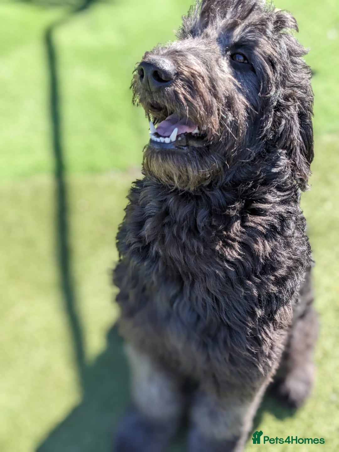 Goldendoodle dogs for stud: Frankie doodle for stud only.   - Image 11