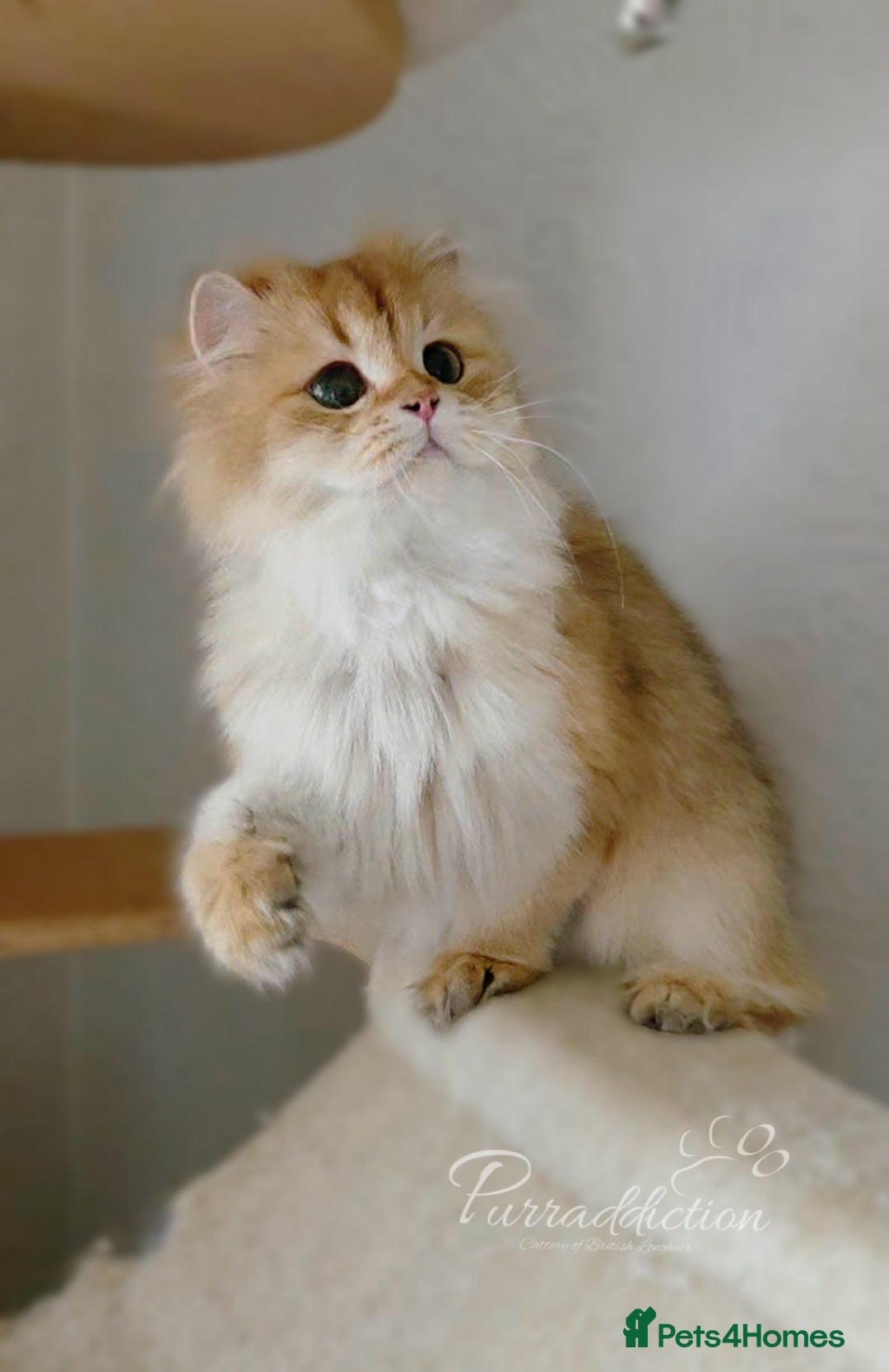 British Longhair cats Chocolate Golden Shaded female  - Advert 2