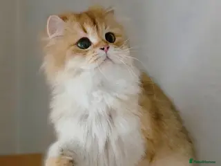 British Longhair cats Chocolate Golden Shaded female - Advert 2