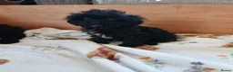 Cavapoo dogs for sale: Cavapoo Puppies **2 AVAILABLE** - Advert 3