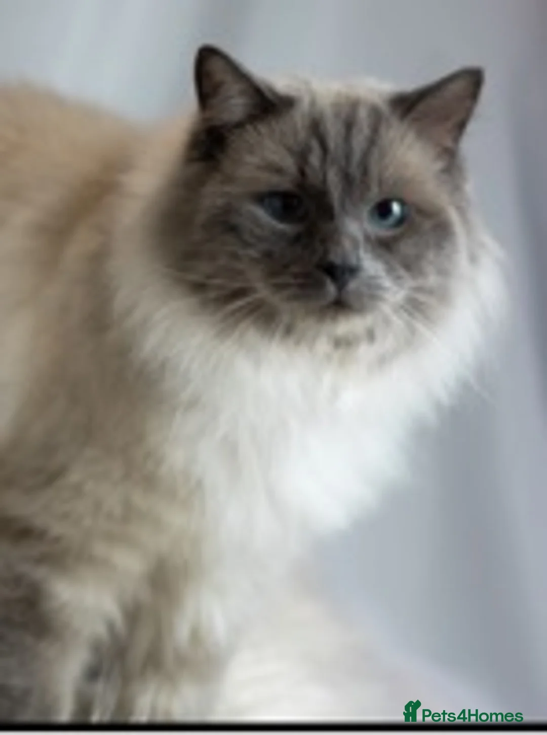 Maine Coon cats for stud: studs available  in Brighouse - Advert 5