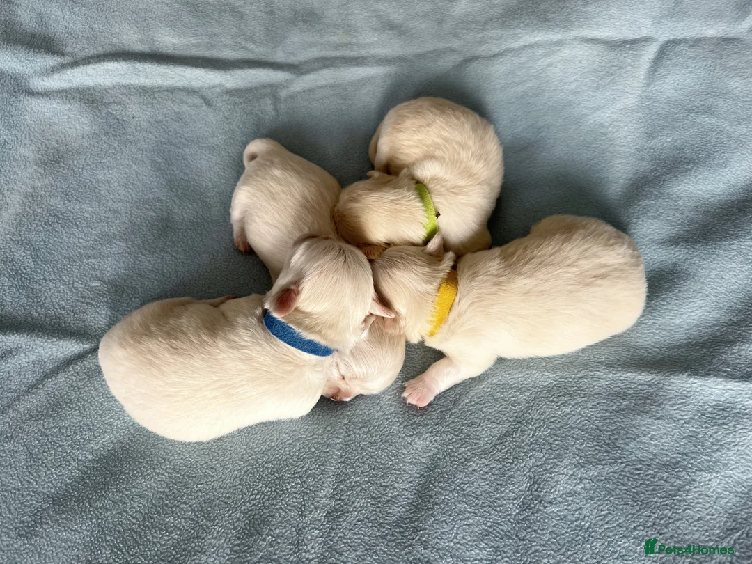 Chihuahua dogs for sale:  Long Coat Chihuahua Puppies - Advert 4