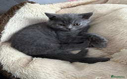 British Shorthair cats for sale: British shorthair kitten”Ready now” - Image 10