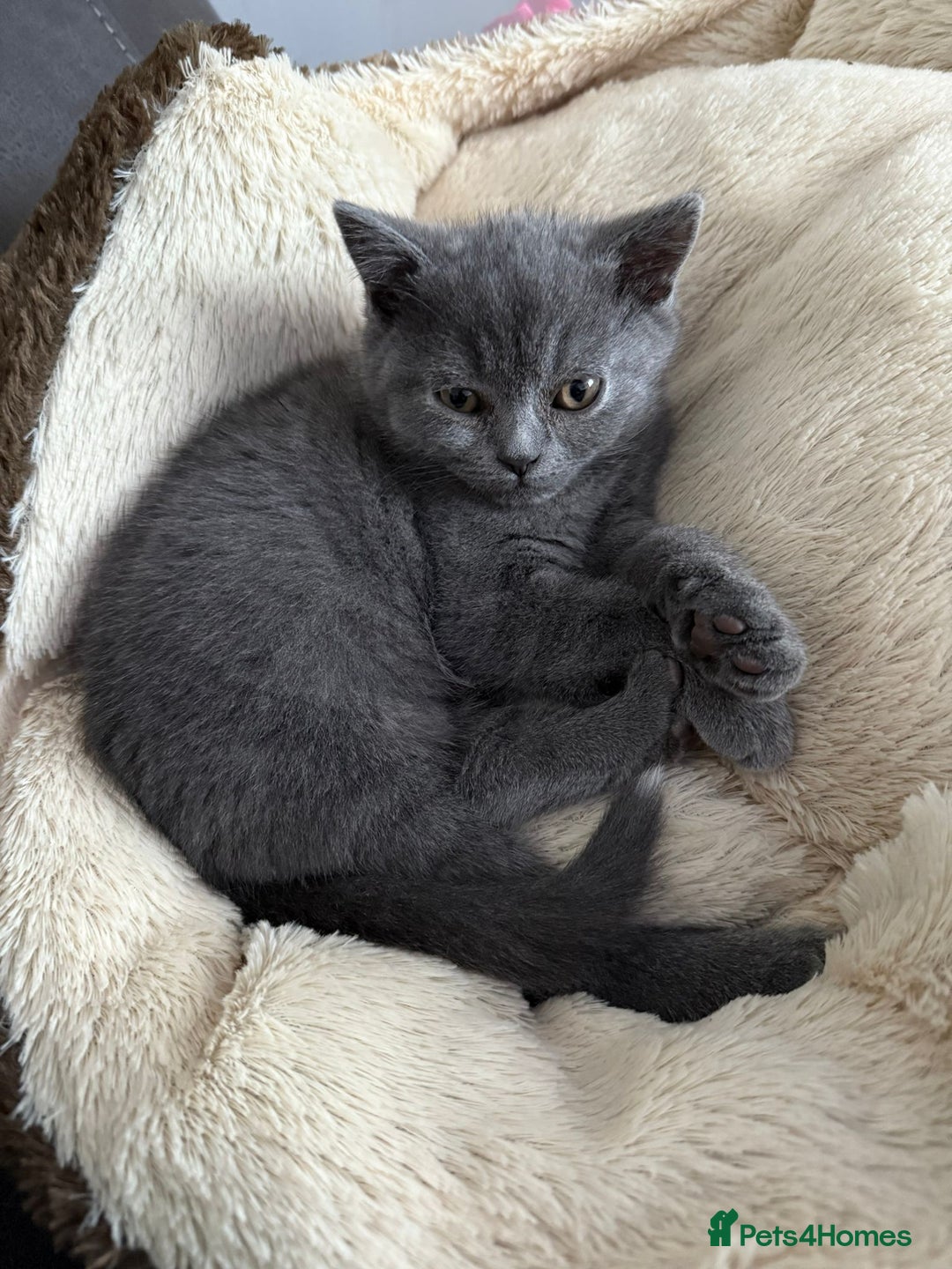 British Shorthair cats for sale: British shorthair kitten”Ready now” - Image 10