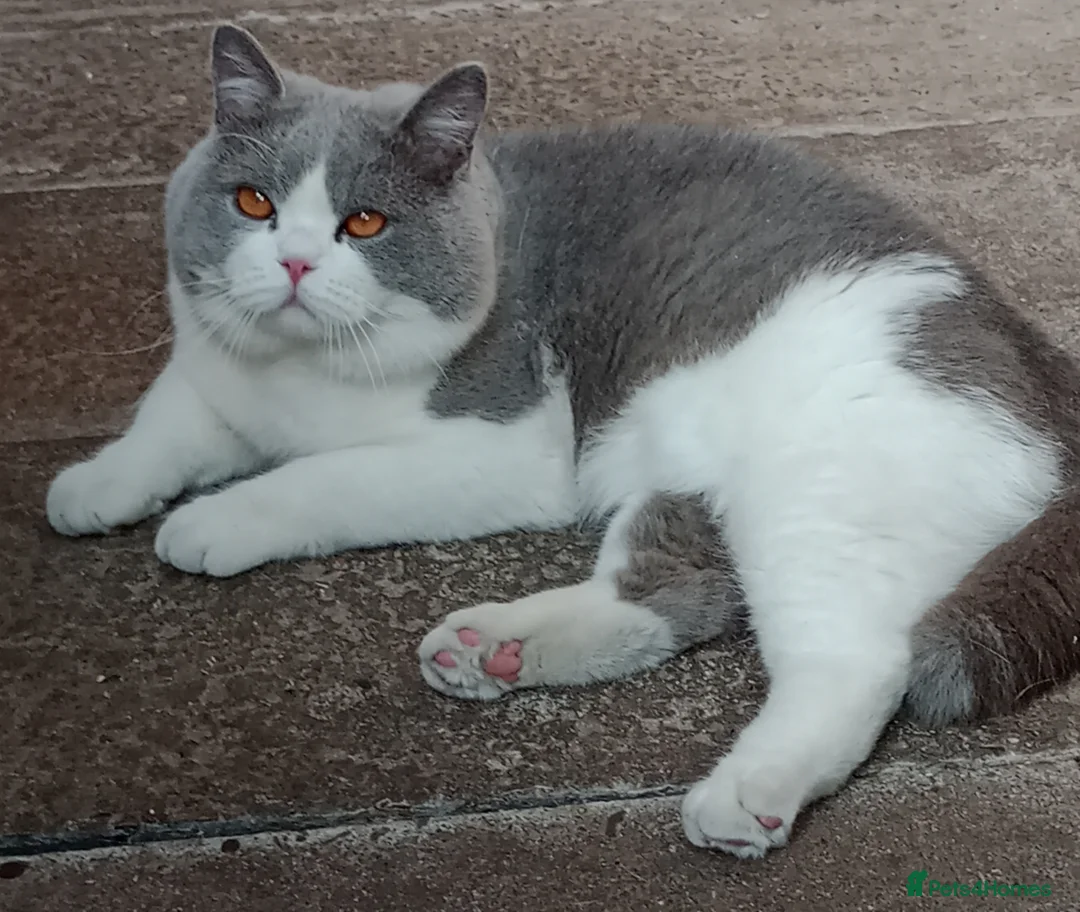 British Shorthair cats for stud: GCCF TICA STUDS  in Manchester - Advert 15