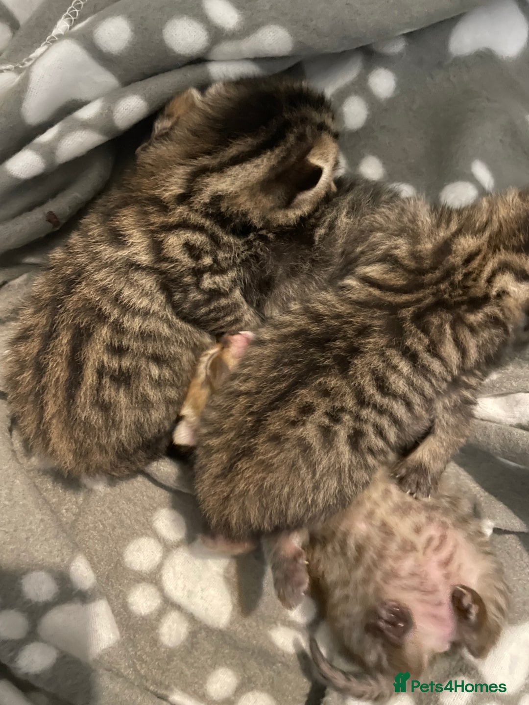 Mixed Breed cats for sale: 4 Beautiful Bears  - Advert 8