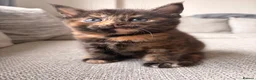 British Shorthair cats for sale: Beautiful BSH X Maine coon babies - Advert 24