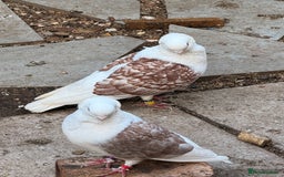 Pigeons birds for sale: Pigeons for sale - Image 1