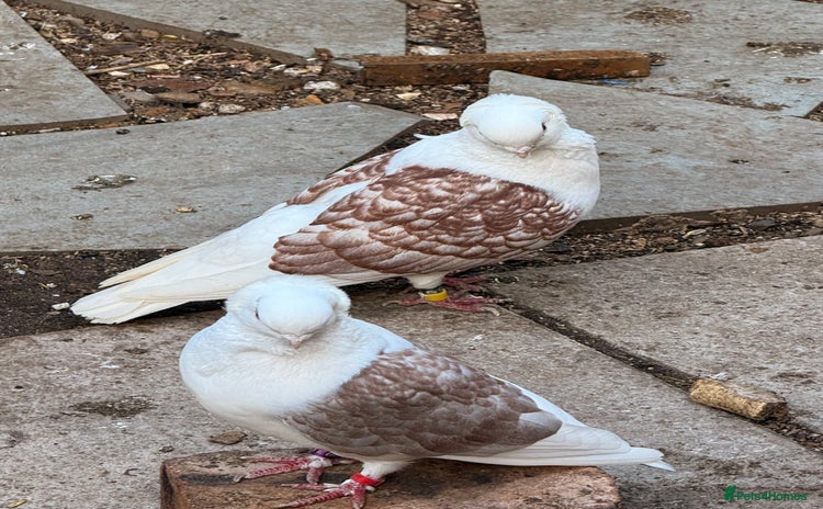 Pigeons birds - Advert 1
