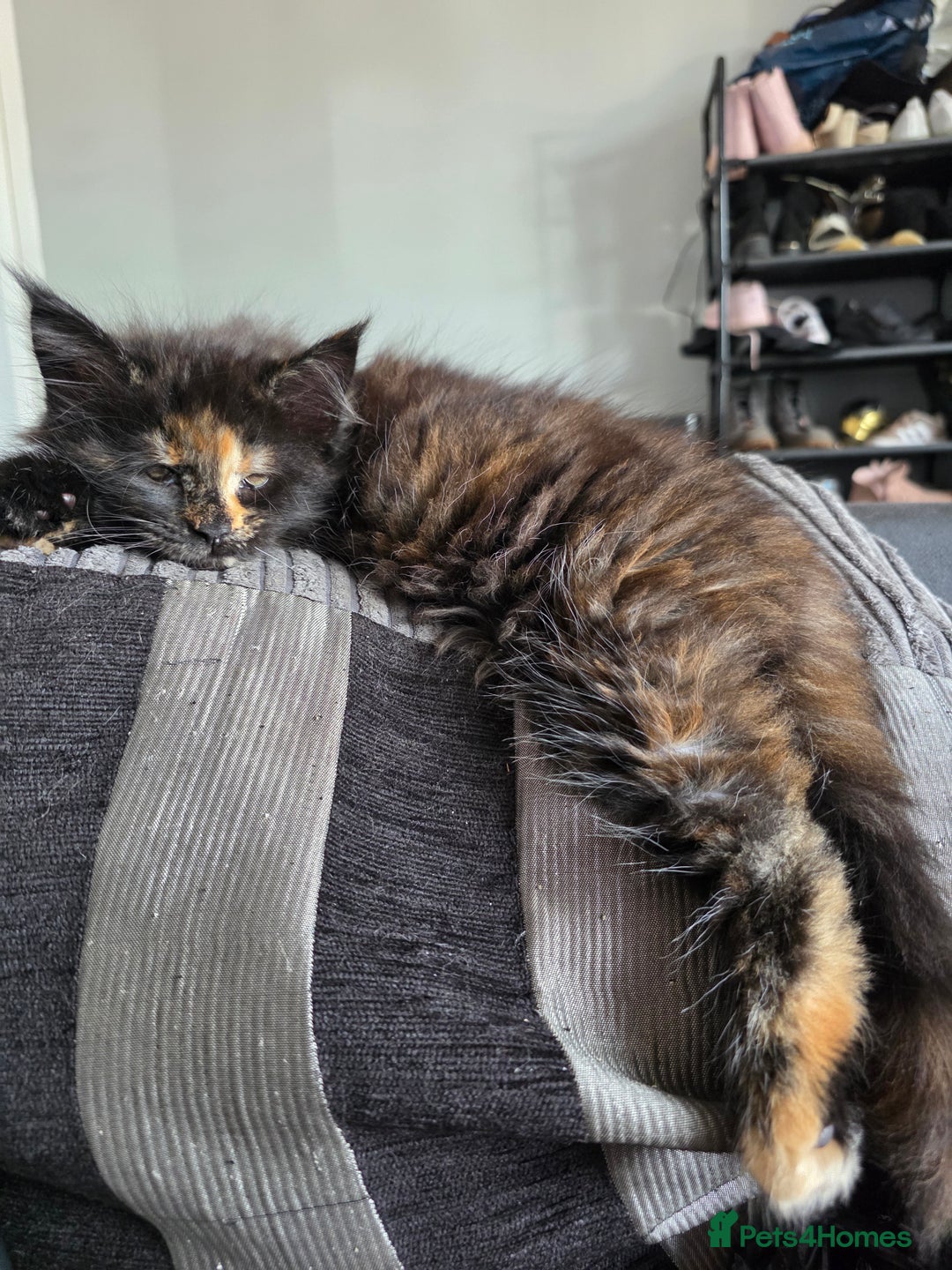 Maine Coon cats for sale: LAST ONE. Female mainecoon - Image 2