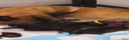 Mixed Breed dogs for sale: Malinois x Rottweiler Puppies in Southall - Advert 4