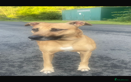 Lurcher dogs for stud: Stud  - Image 4