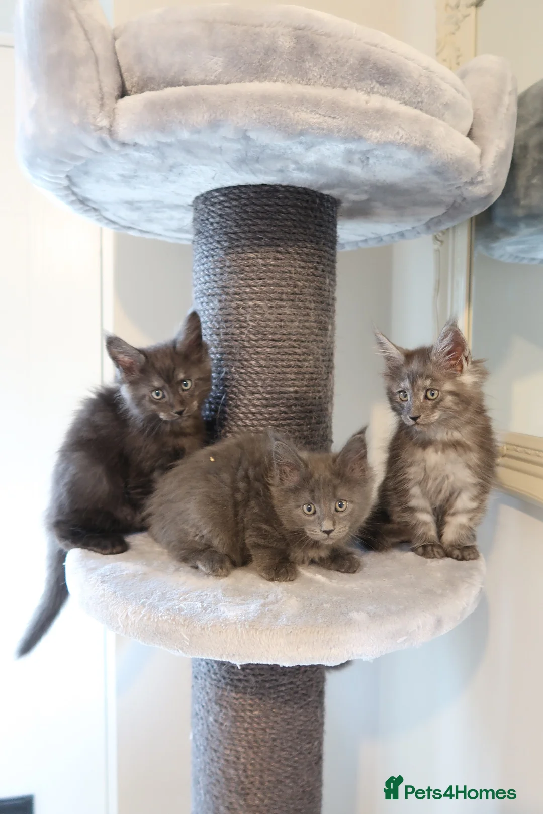 Maine Coon cats for sale: RUSSIAN XL GCCF SMOKE KITTENS - Advert 1
