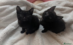 Mixed Breed cats for sale: Sweet kittens  - Image 10