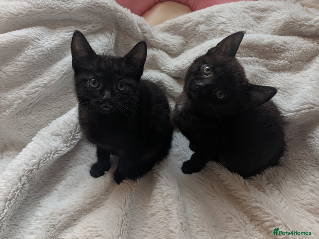 Mixed Breed cats for sale: Sweet kittens  - Image 10