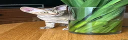 Devon Rex cats for sale: Our beautiful Devon Rex kittens are ready to move  - Advert 34