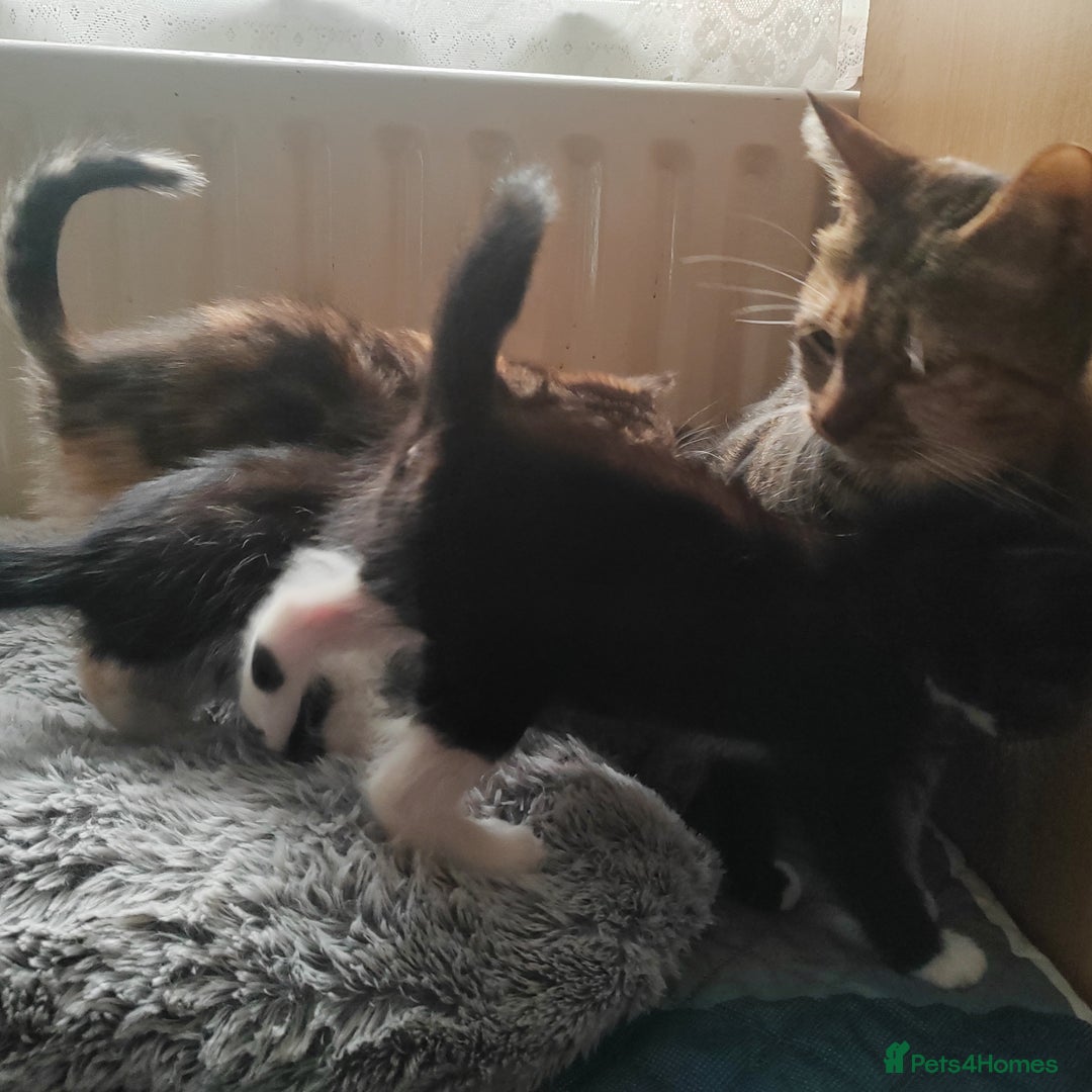 Mixed Breed cats for sale: Lovely kittens  - Advert 3
