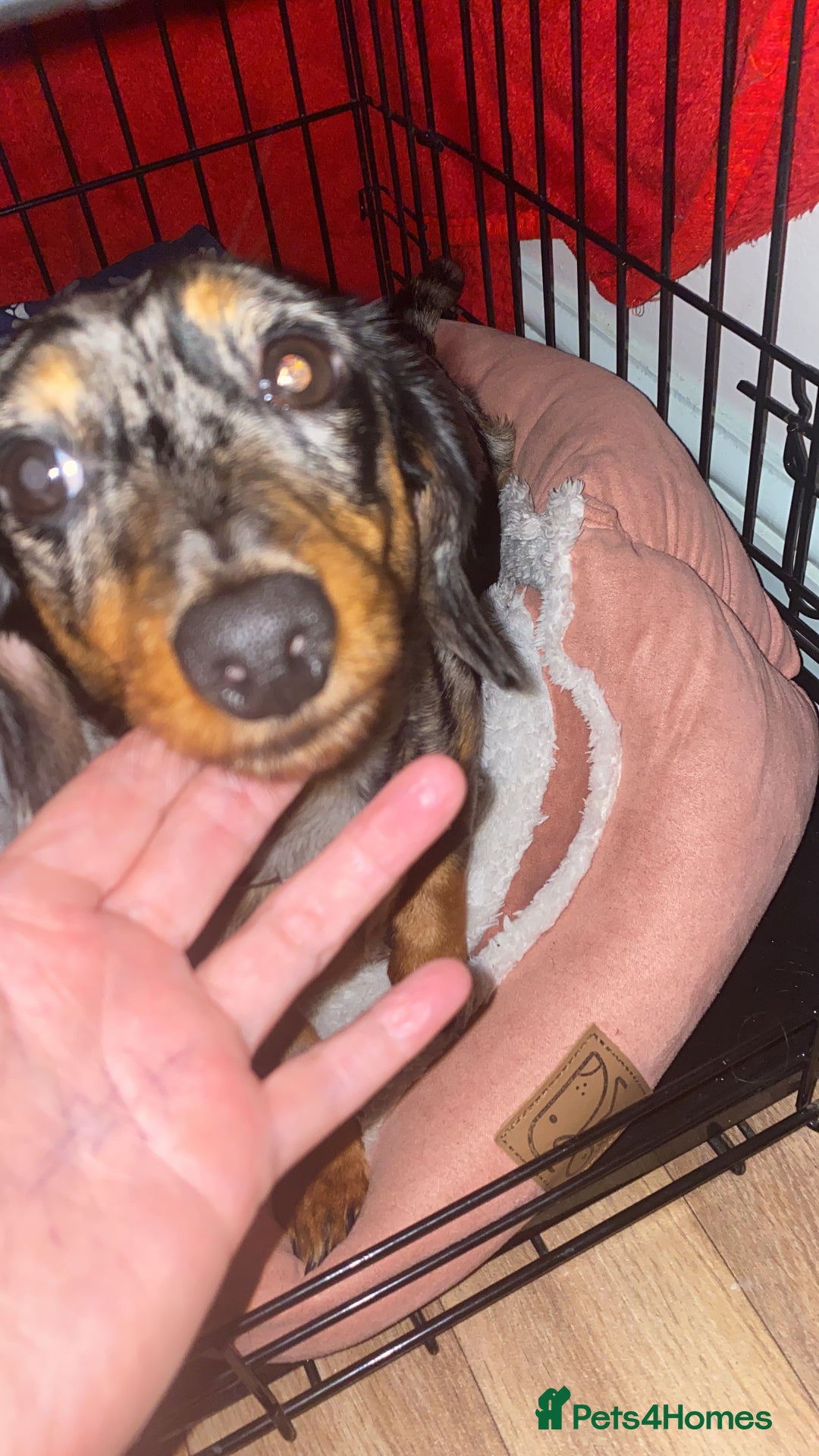 Miniature Dachshund dogs for sale: Miniature dachshund silver dapple - Advert 4