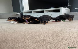 Welsh Collie dogs for sale: Welsh Collie (Tri Colour) Puppies for sale - Image 1