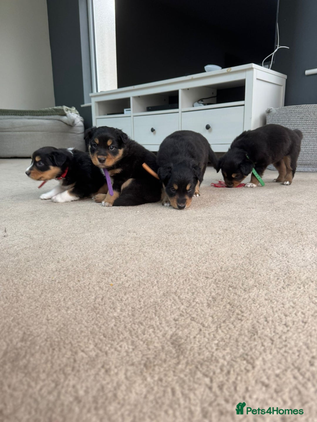 Welsh Collie dogs for sale: Welsh Collie (Tri Colour) Puppies for sale - Image 1