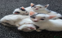 British Shorthair cats for sale: 1 male / 2 female kittens  - Image 2